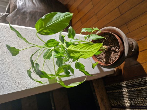 Identificação da planta Comigo-ninguém-pode por foto