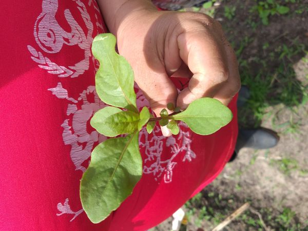 Identificação da planta Goji por foto