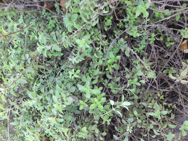 Identificação da planta Manjerona por foto