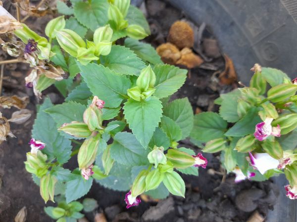 Identificação da planta Violeta-de-jardim por foto