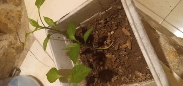 Identificação da planta Pimenta-de-cheiro por foto