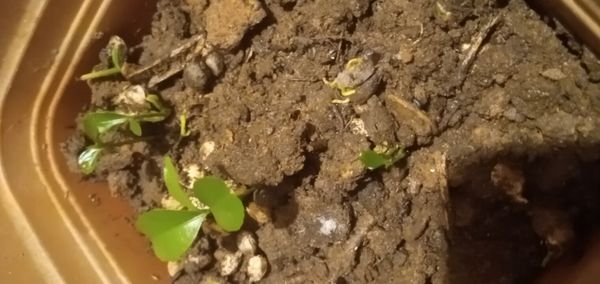 Identificação da planta Combava - mutação por foto