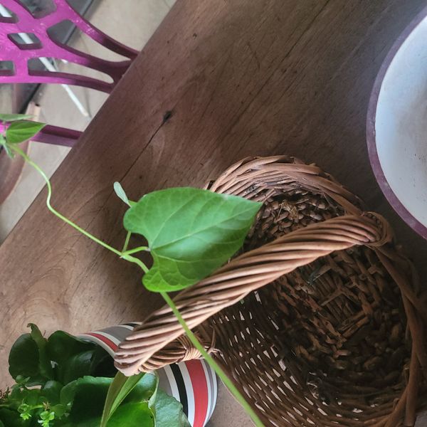 Identificação da planta Cipó-leiteiro por foto