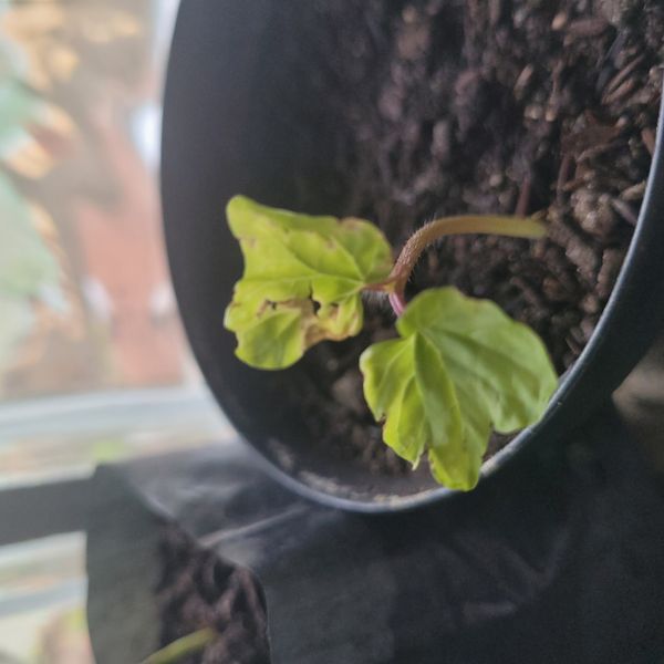 Identificação da planta Corda-de-viola por foto