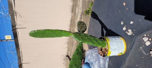 Identificação da planta Figueira-da-Índia por foto