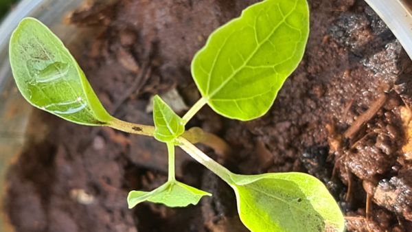 Identificação da planta Pinhão-bravo por foto
