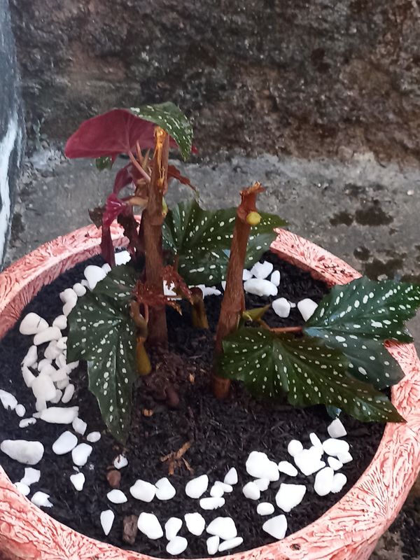 Identificação da planta Begônia por foto