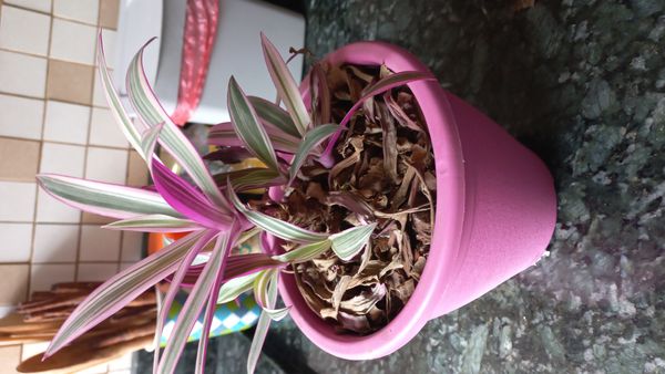 Identificação da planta Abacaxi-roxo por foto