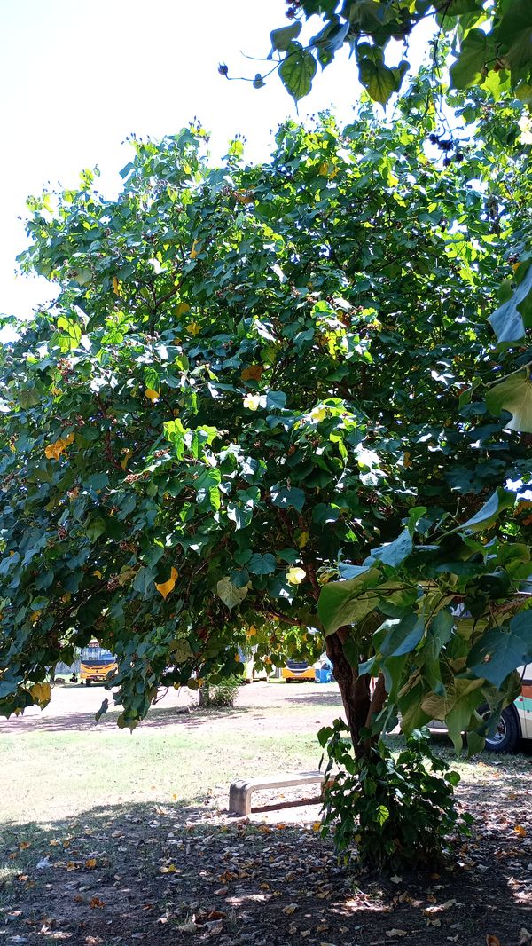 Identificação da planta Guarajuba por foto