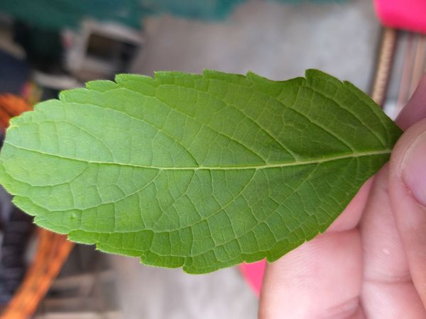 Identificação da planta Alfavaca-de-caboclo por foto