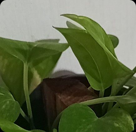Identificação da planta Jiboia por foto