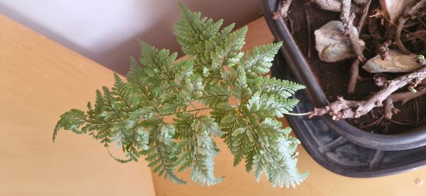 Identificação da planta Renda portuguesa por foto