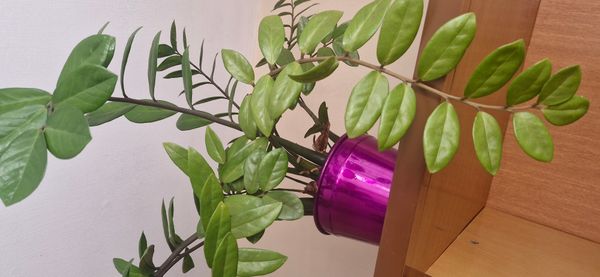 Identificação da planta Zamioculcas por foto