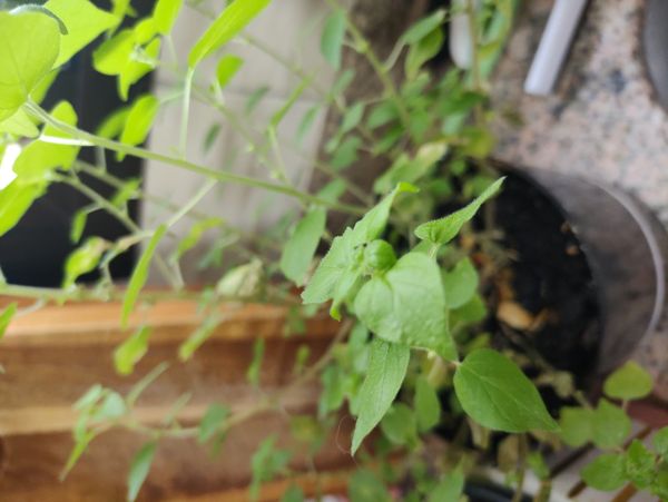 Identificação da planta Erva-de-vidro por foto