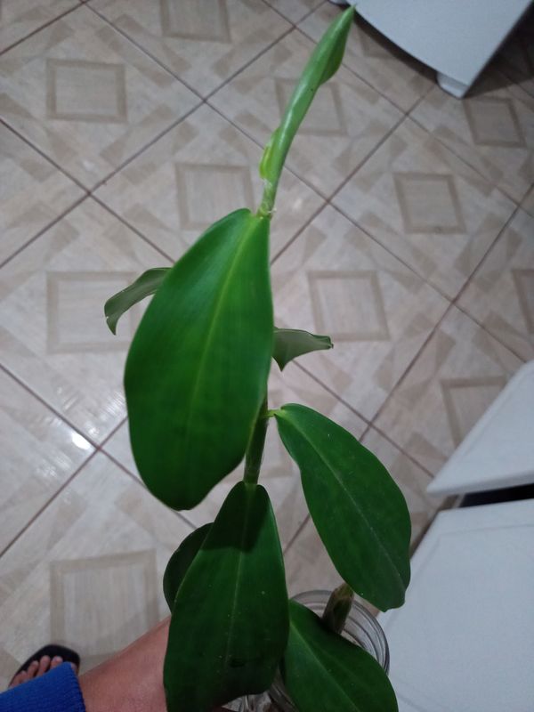 Identificação da planta Cana-do-brejo por foto