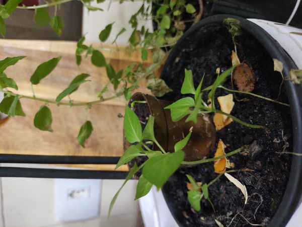 Identificação da planta Pimenta-de-cheiro por foto