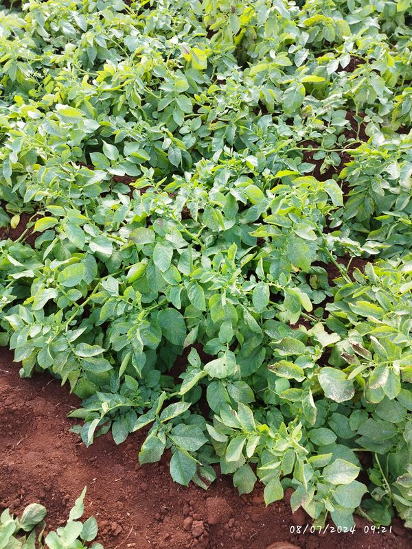 Identificação da planta Batata-inglesa por foto