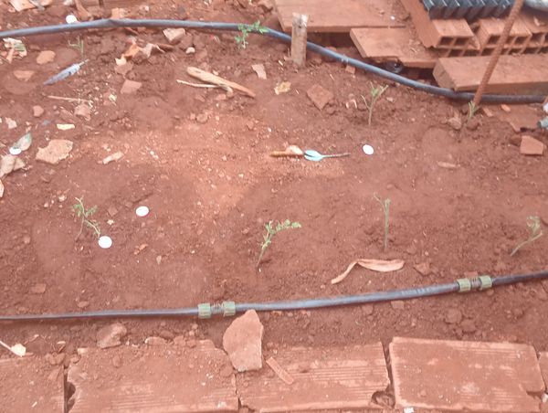 Identificação da planta Grão-de-bico por foto