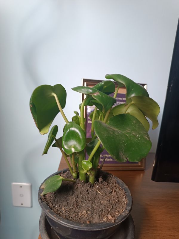 Identificação da planta PILÉIA por foto