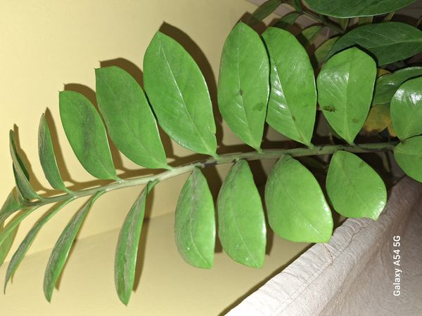 Identificação da planta Zamioculcas por foto