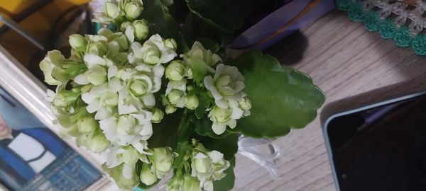Identificação da planta Calandiva por foto