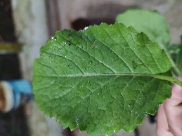 Identificação da planta Mostarda por foto