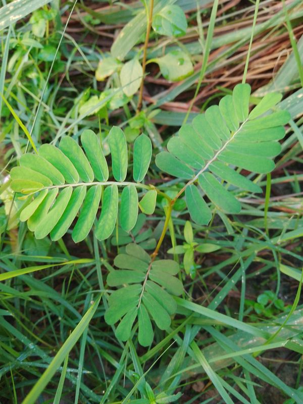 Identificação da planta Quebra-pedra por foto
