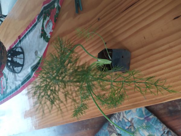 Identificação da planta Funcho por foto