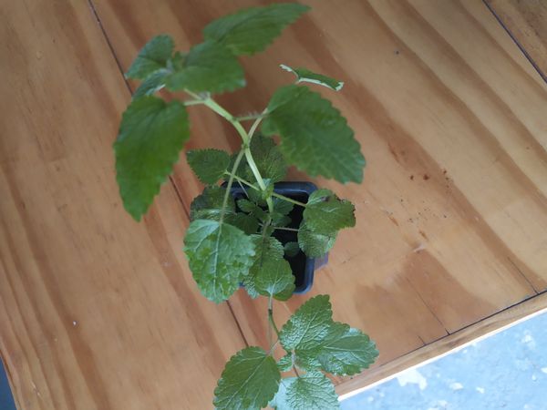 Identificação da planta Erva-cidreira por foto
