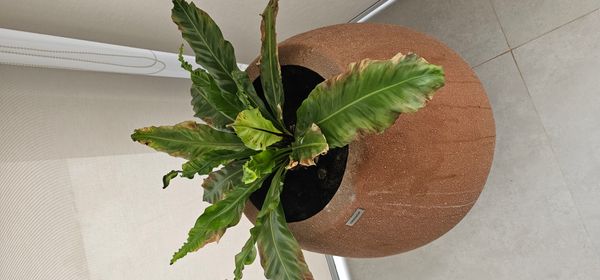 Identificação da planta Samambaia-americana por foto