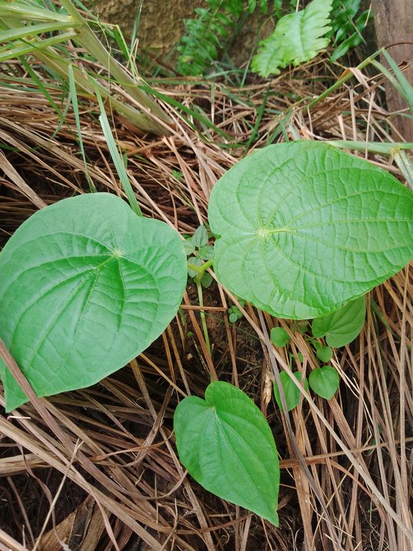 Identificação da planta Capeba por foto