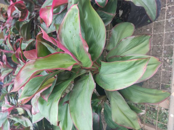 Identificação da planta Dracena por foto