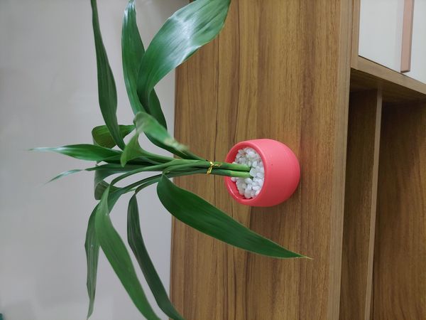 Identificação da planta Bambu da Sorte por foto