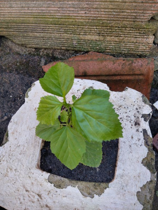 Identificação da planta Malva-branca por foto