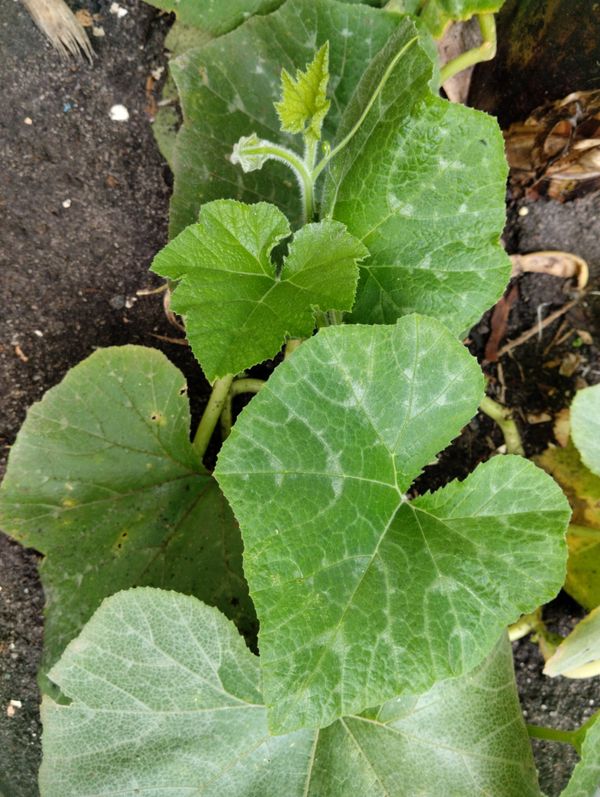 Identificação da planta Abóbora por foto