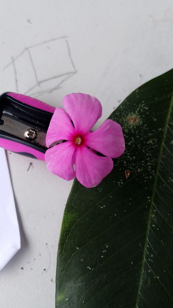 Identificação da planta Vinca por foto