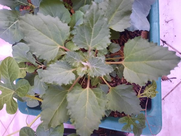 Identificação da planta Bredo por foto