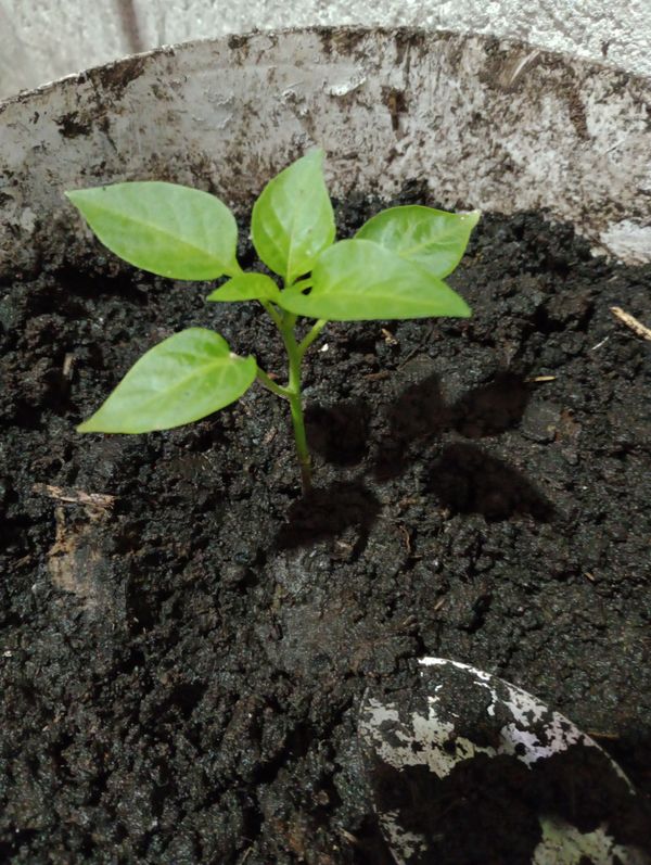 Identificação da planta Pimenta por foto