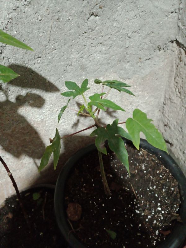 Identificação da planta Mamão por foto