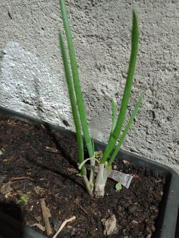 Identificação da planta Cebola por foto