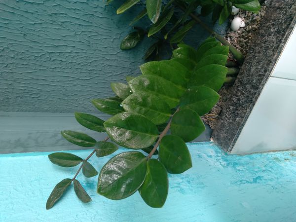 Identificação da planta Zamioculcas por foto