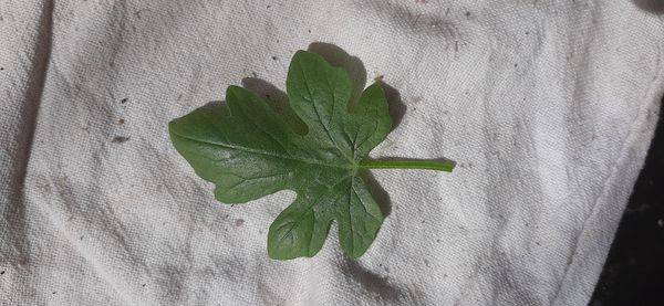 Identificação da planta Melancia por foto