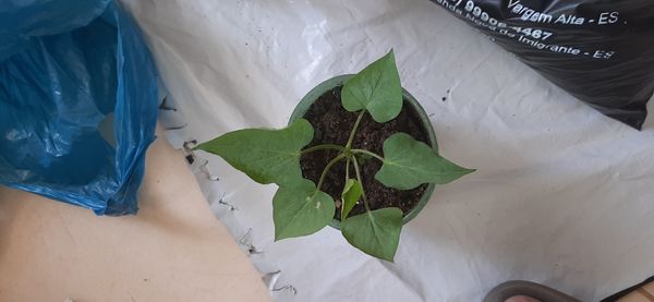 Identificação da planta Batata-doce por foto