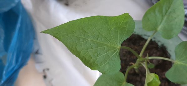 Identificação da planta Batata-doce por foto