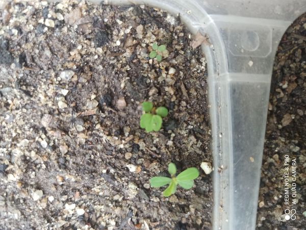 Identificação da planta Balsamina por foto