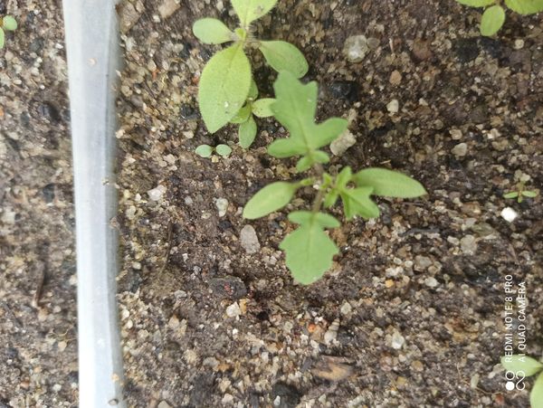 Identificação da planta Tomatinho-do-mato por foto