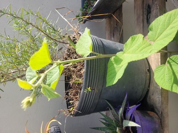 Identificação da planta Malva Branca por foto