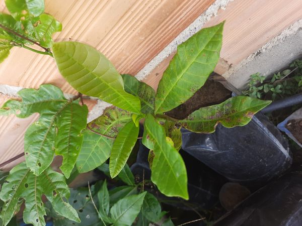 Identificação da planta Caju por foto
