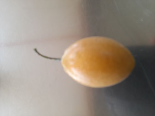 Identificação da planta Árvore por foto
