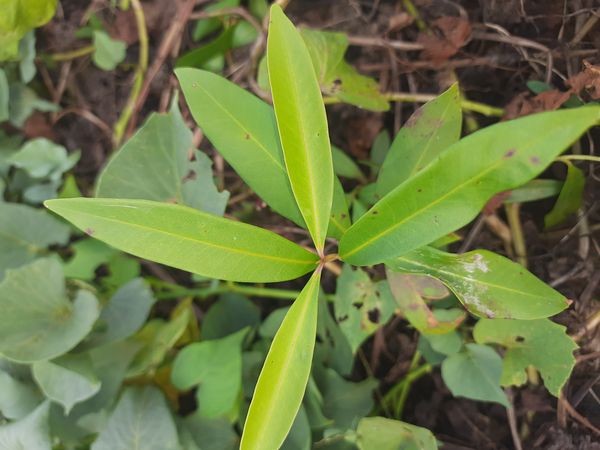 Identificação da planta Café-de-bugre por foto